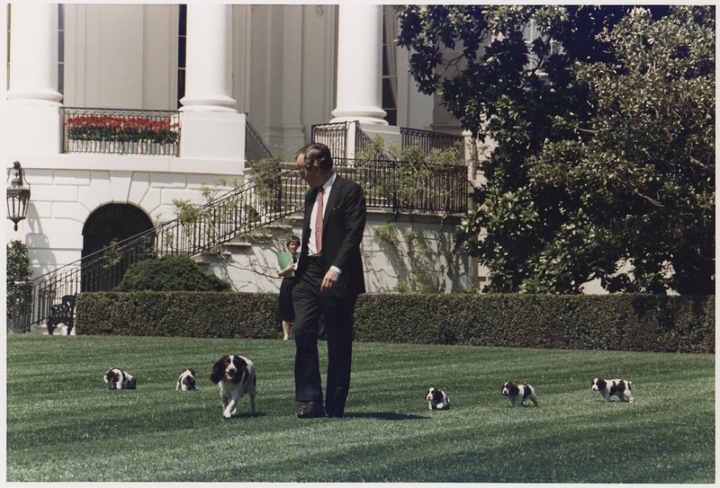  President Bush walks on the South Lawn of the White House, followed by Millie and her puppies