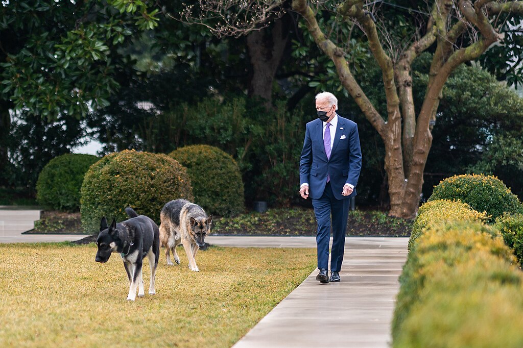 President Joe Biden walks with his dogs Major and Champ 