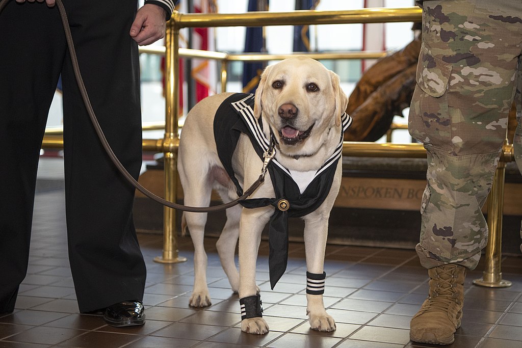 Description 	Sully, who served as former President George H.W. Bush’s service dog